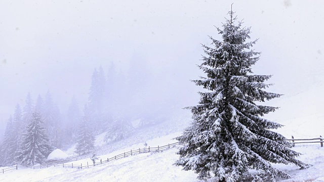 冬天，森林里下着大雪视频素材