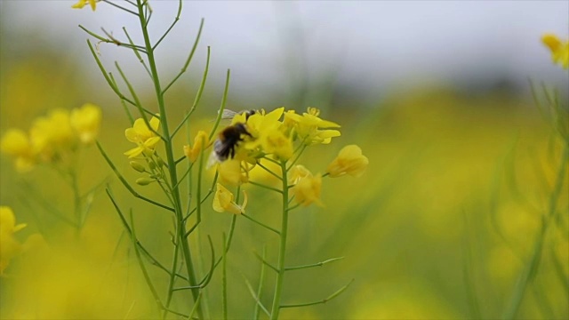 蜜蜂从芥菜花蜜中采集花蜜的慢动作。视频素材