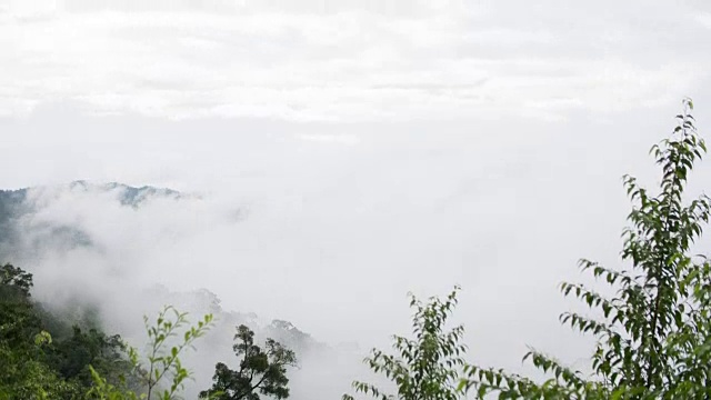 雾流动在热带树木在寒冷的温度在山顶，延时视频视频素材