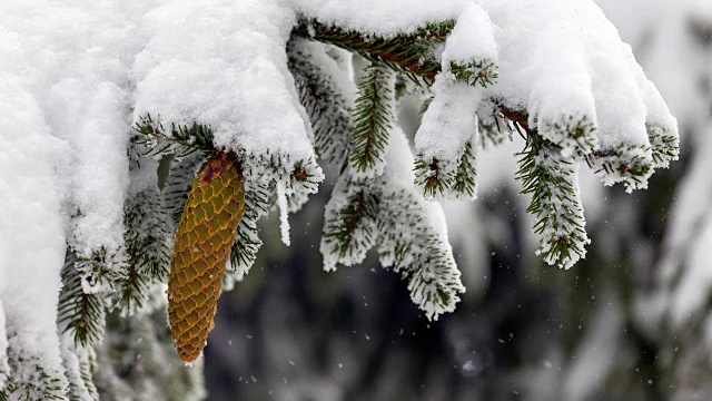 有种子球果的常绿针叶树。雪落。视频素材