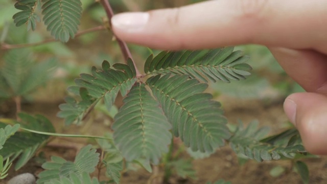 植物园内害羞的含羞草-巴统，格鲁吉亚视频素材