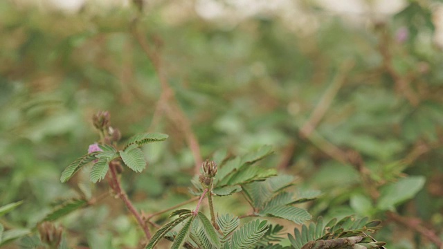 植物园内害羞的含羞草-巴统，格鲁吉亚视频素材