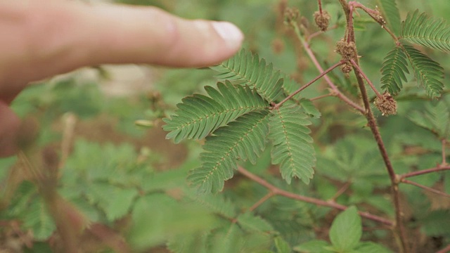 植物园内害羞的含羞草-巴统，格鲁吉亚视频素材