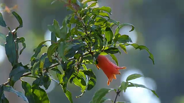 石榴花视频素材