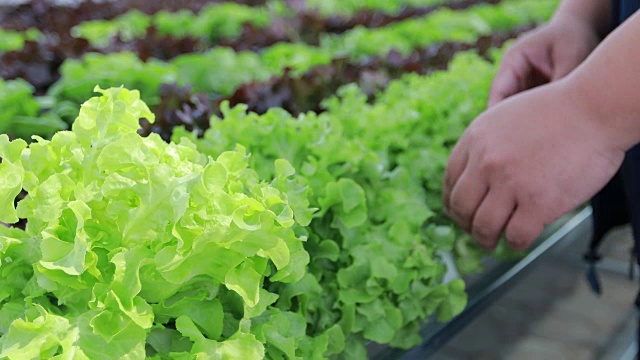 蔬菜有机蔬菜和水培蔬菜卷心菜生长在农民的田地里视频素材