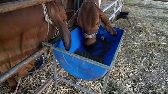 牛在吃东西视频素材