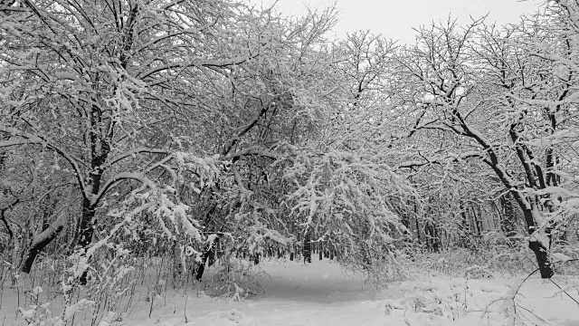 冬天，森林里下着大雪视频素材