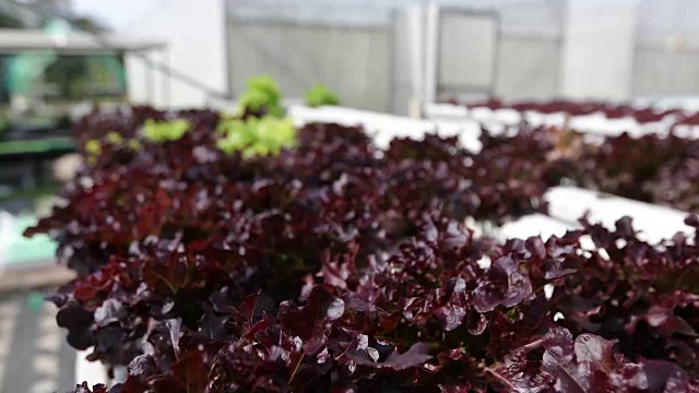 蔬菜有机蔬菜和水培蔬菜卷心菜生长在农民的田地里视频素材