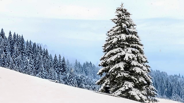 冬天，森林里下着大雪视频素材