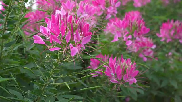 粉红色的花和绿色的草地。视频素材