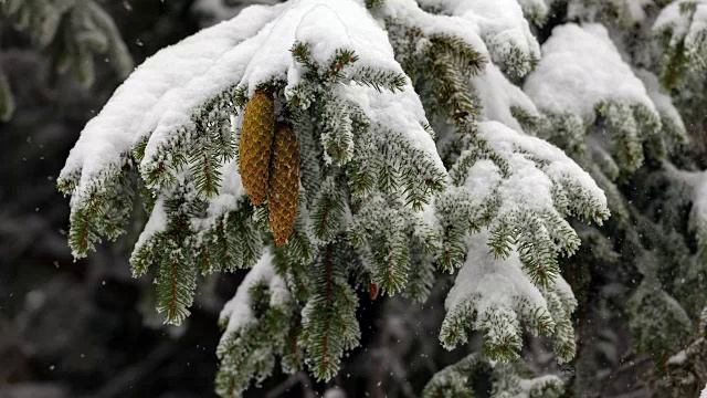 有种子球果的常绿针叶树。雪落。视频素材