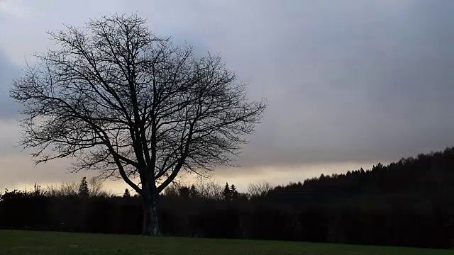 夕阳下的乡间，光秃秃的树视频素材