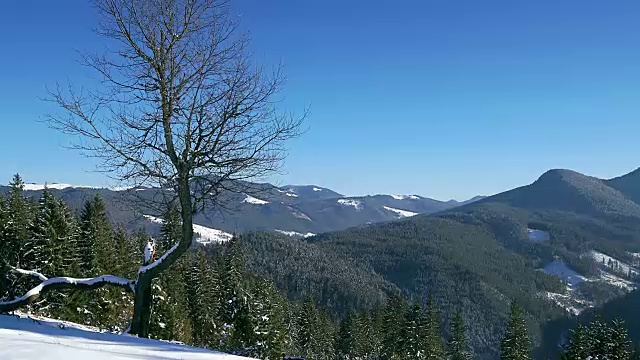 树在冬天的山上时光流逝视频素材