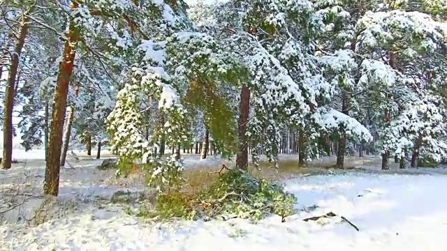 跟随足迹在雪地里通过冬季森林定格镜头。圣诞树是户外美丽的自然景观视频素材