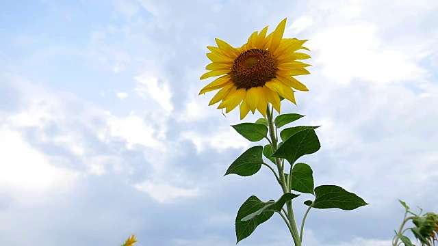 有天空背景的向日葵。为你的文本信息复制空间视频素材