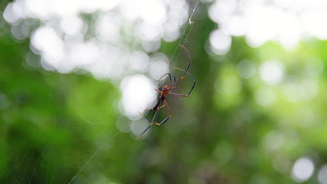 蜘蛛在网上移动的微距镜头视频素材