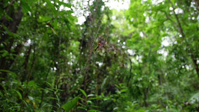 一个蜘蛛的特写镜头视频素材