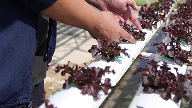 蔬菜有机蔬菜和水培蔬菜卷心菜生长在农民的田地里视频素材