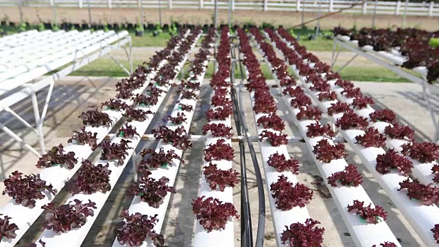 蔬菜有机蔬菜和水培蔬菜卷心菜生长在农民的田地里视频素材