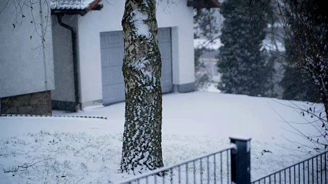 正在寻找避雪的松鼠视频下载