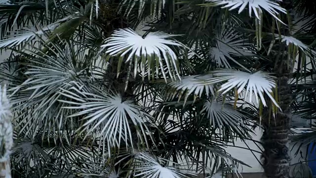 棕榈树上覆盖着雪。2018年1月暴风雪德国欧洲视频下载