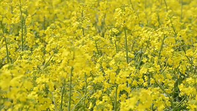 用黄色油菜田视频素材