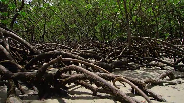 近距离拍摄一棵被红树林包围的植物视频素材