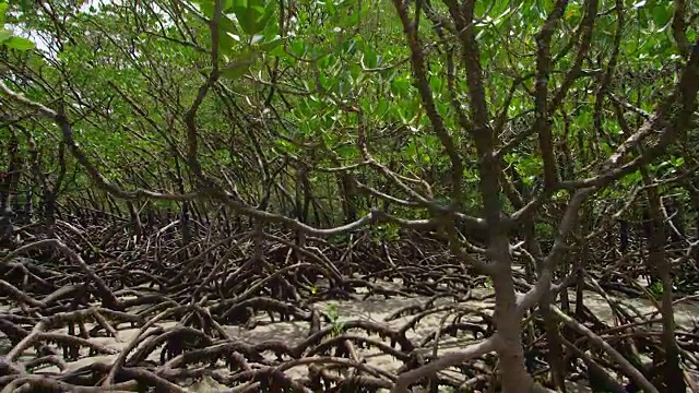 宽镜头的树木和根视频素材