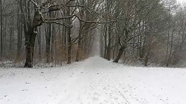 荷兰森林里飘落的雪花视频素材