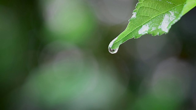 水珠以清新的绿叶为背景，近距离的露珠从树叶上落下视频素材