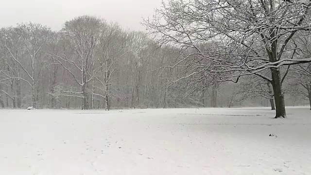 荷兰森林里飘落的雪花视频素材