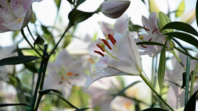 花园里的白百合视频素材