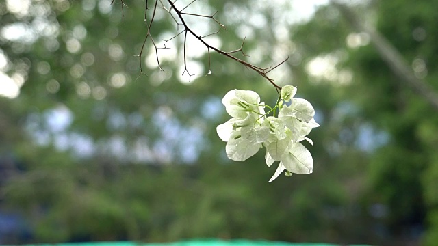 白色的叶子花属视频下载