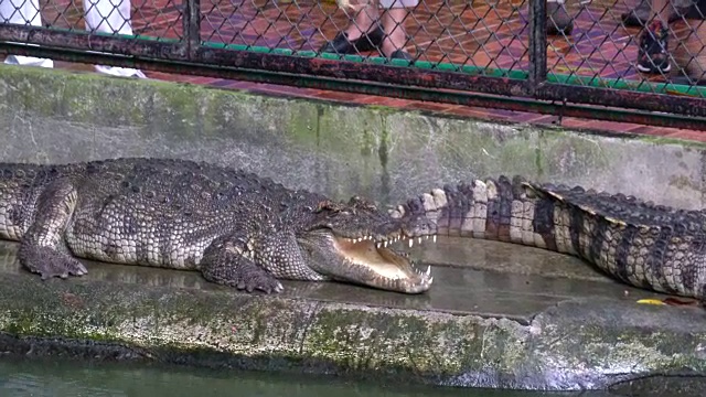 鳄鱼视频素材