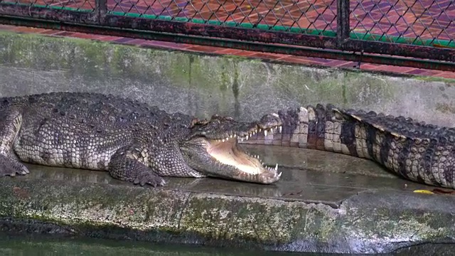 鳄鱼视频下载