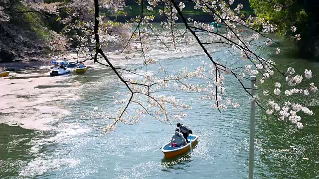 欣赏樱花在运河视频素材