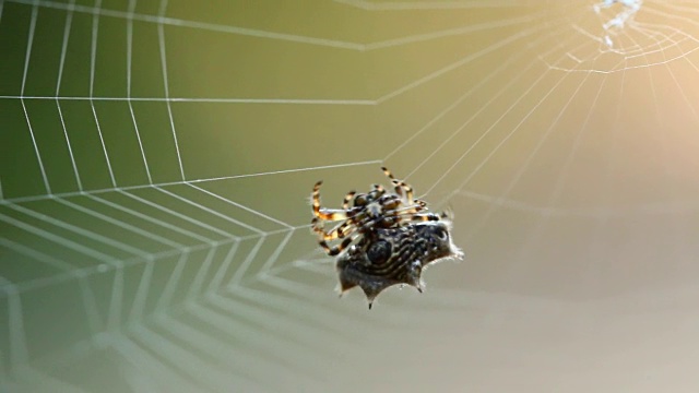 蜘蛛织网视频素材
