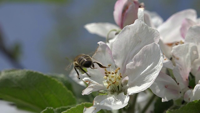 蜜蜂授粉视频素材