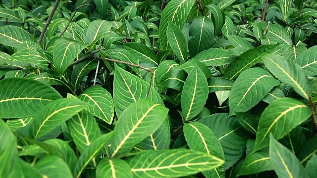 热带雨林;植物群落视频素材