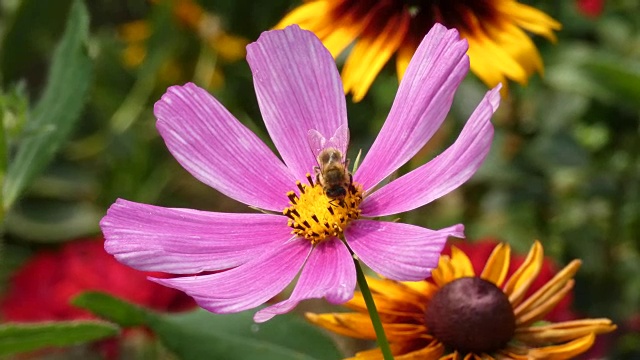 蜜蜂收集花蜜的花园宇宙视频素材