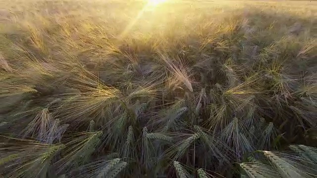 从上到下，金色的小麦在微风中轻轻摇曳视频素材