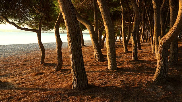 马略卡岛，巴利阿里群岛，西班牙，地中海，欧洲，莫罗海滩，早晨的松树视频素材