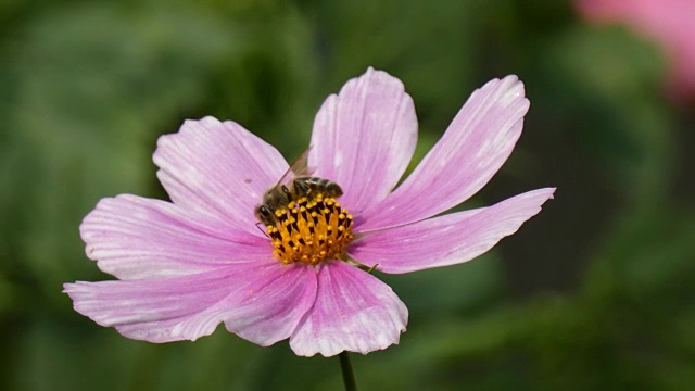 花园中的蜜蜂(Cosmos Bipinnatus)视频下载