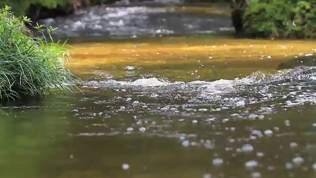 河流、运河和小溪在森林中流动。视频素材