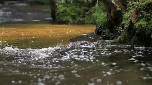 河流、运河和小溪在森林中流动。视频素材