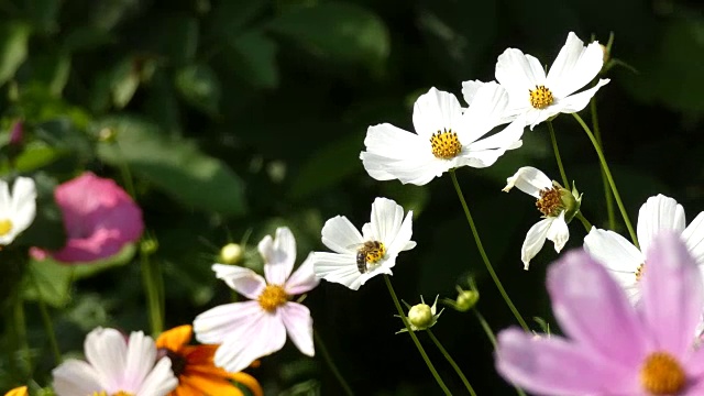 风中摇曳的花朵和蜜蜂花园的宇宙(Cosmos Bipinnatus)视频下载