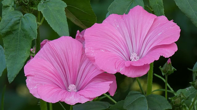 蜀葵粉花在风中摇摆视频素材