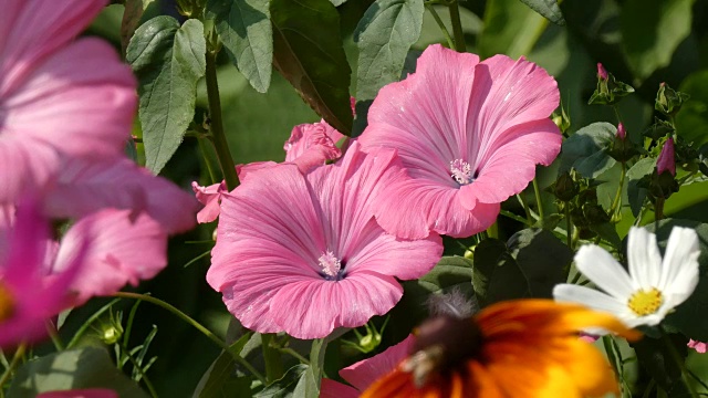 蜀葵花在风中摇曳视频素材