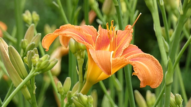 花园里的百合花视频素材