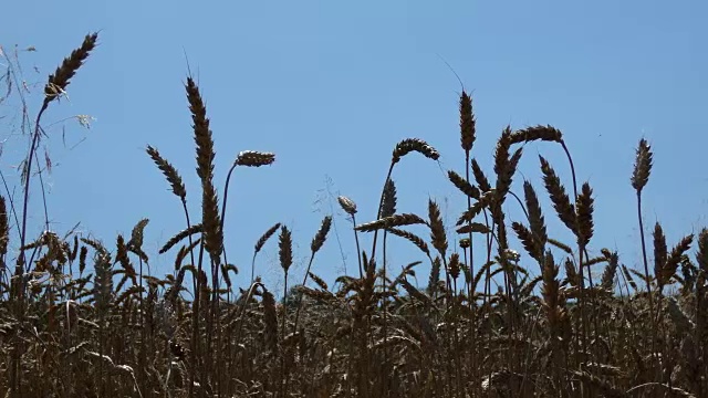 小麦收获季节视频下载